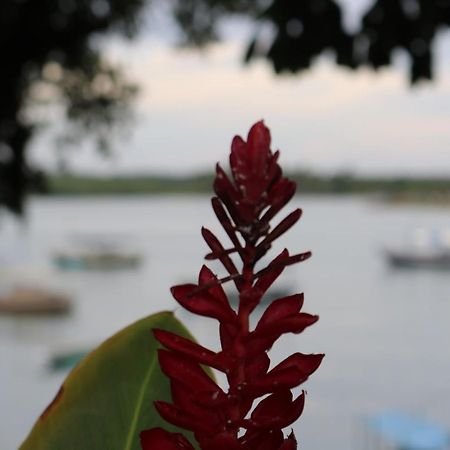 Odoya Hostel Itacaré Dış mekan fotoğraf